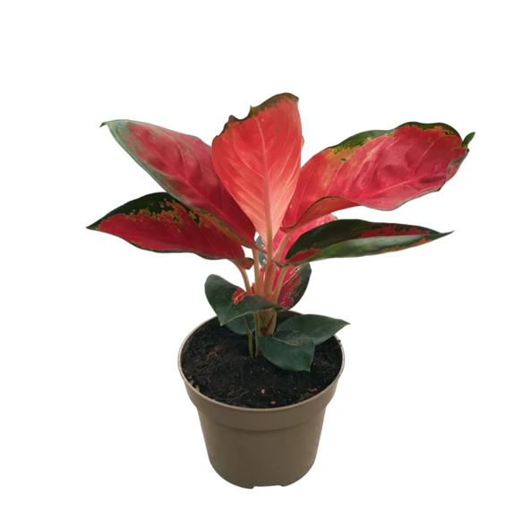 Aglaonema ‘Red Zircon’ (Çin Herdemyeşili) ürün görseli