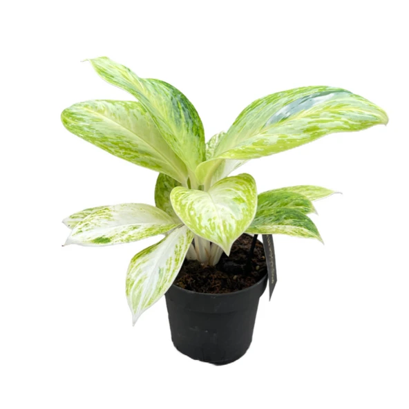 Aglaonema 'Arctic Lime' (Çin Herdemyeşili) ürün görseli