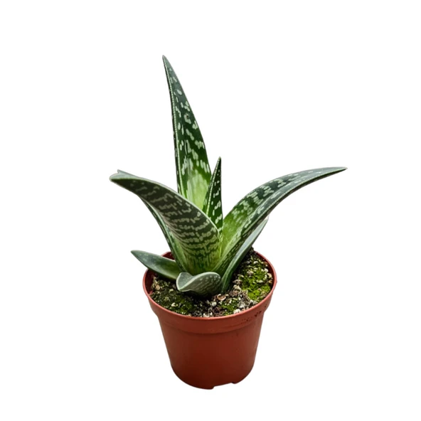 Aloe Variegata (Kaktüs) ürün görseli