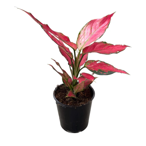 Aglaonema 'Cherry Baby' (Çin Herdemyeşili) ürün görseli