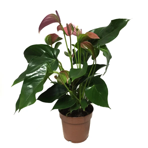 Anthurium Andraeanum 'Pink' (Flamingo Çiçeği) - Resim 2