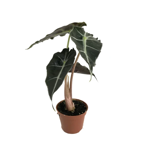 Alocasia Amazonica ‘Polly’ (Fil Kulağı) ürün görseli