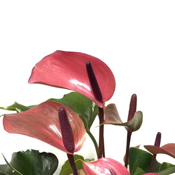 Anthurium Andraeanum 'Cherry' (Flamingo Çiçeği) ürün görseli