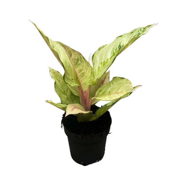 Aglaonema 'Chartreuse Pretty' (Çin Herdemyeşili) ürün görseli