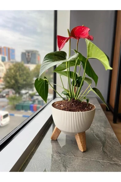 Omnipazar ELF-495 Dekoratif Ayaklı Nostalji Saksı 5 lt Taş Gri 5 Adet - Resim 3