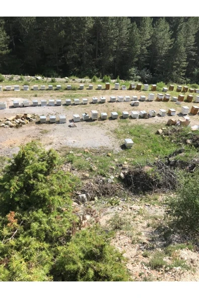 AÇIKGÖZ ARICILIK Net 2500 gr Karakovan Doğal Çiçek Balı - 2