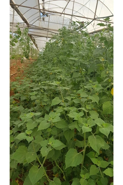 Tropikmeyvelerim Altın Çilek Meyvesi (PHYSALİS PERUVİANA) 10 gr - 4