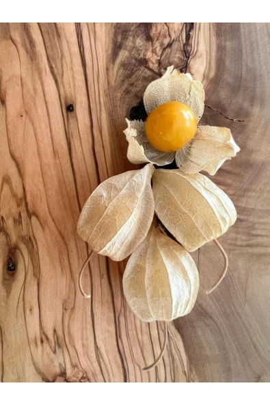 Gan Tarım Altin Cilek (PHYSALİS PERUVİANA) 10 Gr.