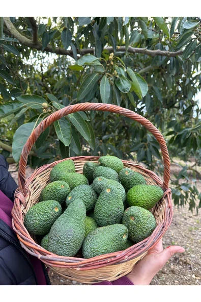 DORUK TROPIKAL 1 kg Has Avokado