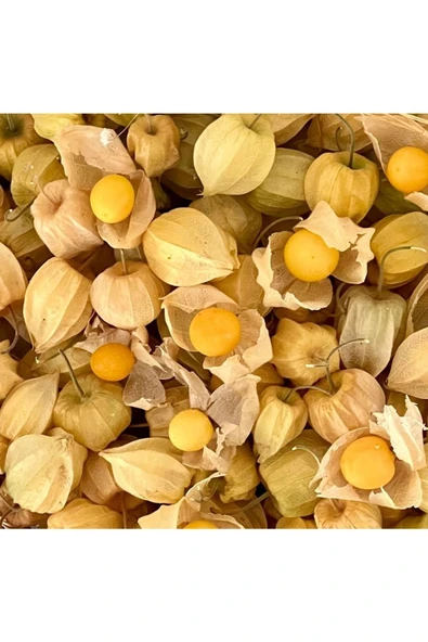 Gan Tarım Altin Cilek (PHYSALİS PERUVİANA) 10 Gr. - 4