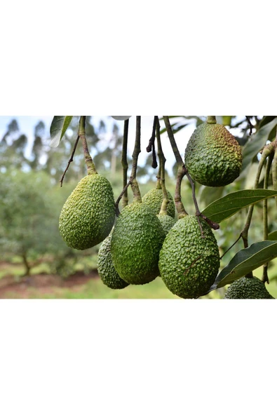 DORUK TROPIKAL 1 kg Has Avokado - 2