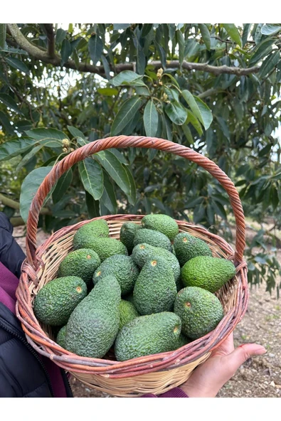 DORUK TROPIKAL 1 kg Has Avokado - 3