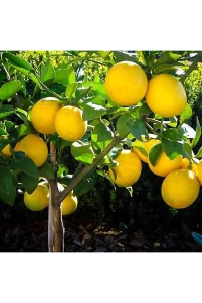 BODRUM TAZE Limon Bahçeden Doğal 3 Kg.