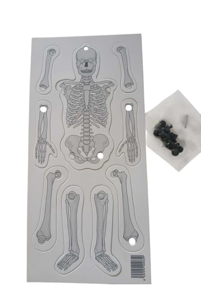 Hureggo Concept Hareketli Iskelet Modeli - 2