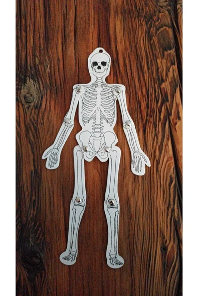 Hureggo Concept Hareketli Iskelet Modeli