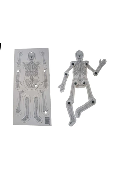 Elif İş Eğitim Karton Iskelet Seti Sistemi - Maket