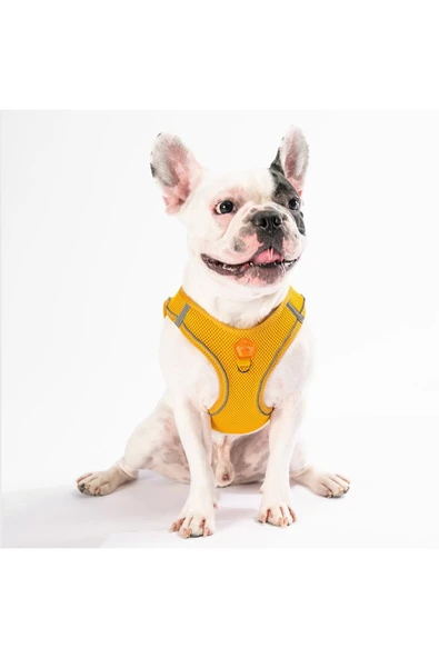 Pawstar Gold Air-mesh Göğüs Tasması Kedi Köpek Göğüs Tasması - Resim 3