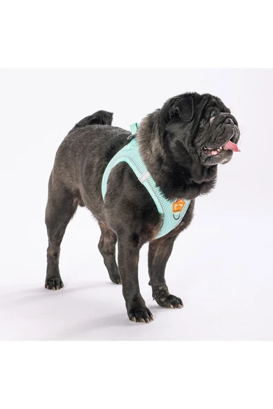 Pawstar Mint Air-mesh Göğüs Tasması Kedi Köpek Göğüs Tasması - 4