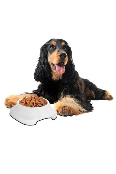 Silikon Kaydırmaz Taban Plastik Kedi ve Köpek Mama ve Su Kabı 2 L - Resim 6