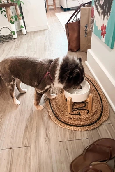 MatGo Pati Kedi Köpek Beslenme Mama Su Kabı Seramik Kaseli 500Ml Hacimli Kaymaz Şık ve Hijyenik 2’li Set - 2