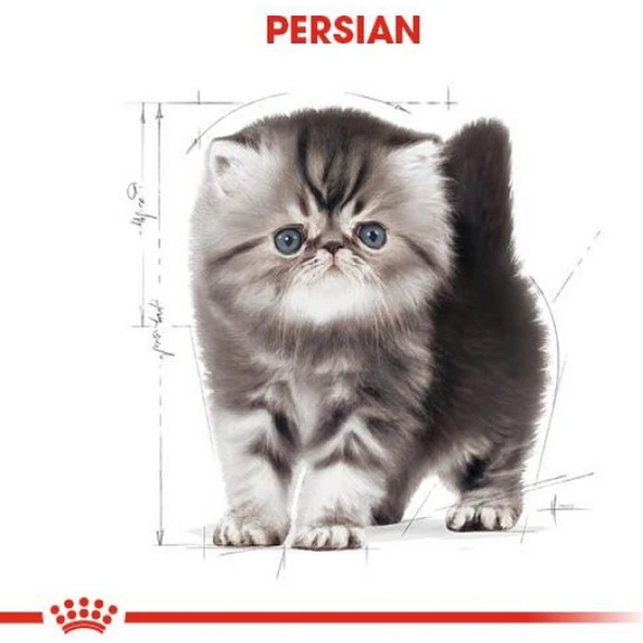 Persian Kitten Kedi Maması - 2 kg - Resim 3