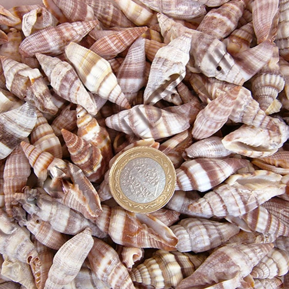 Mitra Sanguisuga Kiloluk Deniz Kabuğu (1 KG) - 1