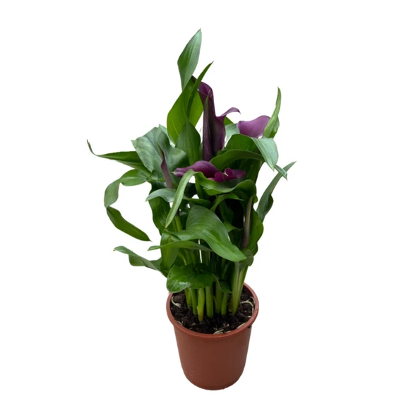Calla Lilly 'Purple' (Gala Çiçeği) ürün görseli