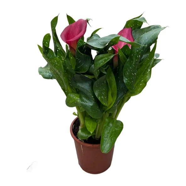 Calla Lilly 'Pink' (Gala Çiçeği) ürün görseli