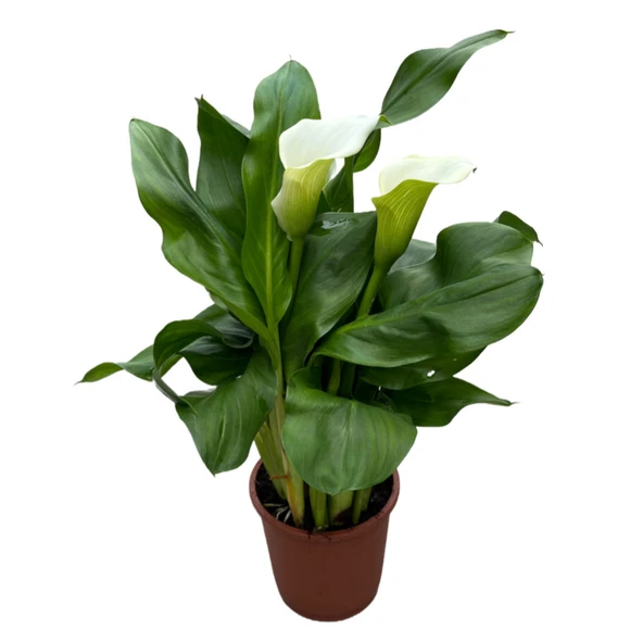 Calla Lilly 'White' (Gala Çiçeği) ürün görseli