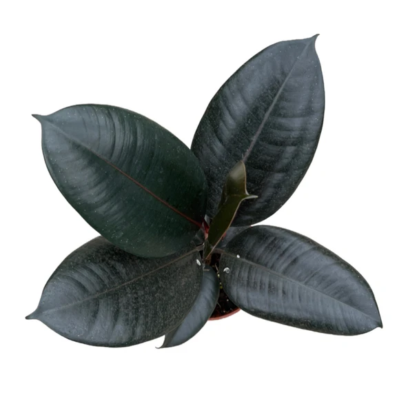 Ficus Elastica 'Abidjan' (Kauçuk Çiçeği) - Resim 2