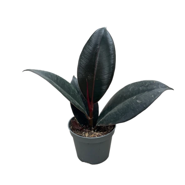 Ficus Elastica 'Abidjan' (Kauçuk Çiçeği) ürün görseli