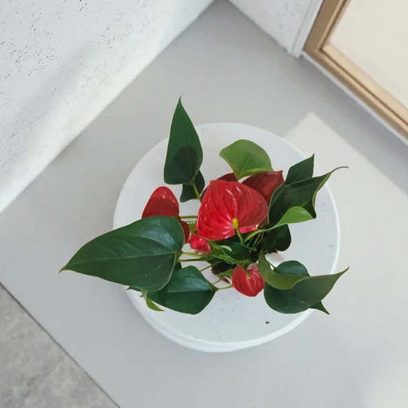 BitkiTÜRK-Beton saksıda ANTORYUM ofis salon iç mekan - 3