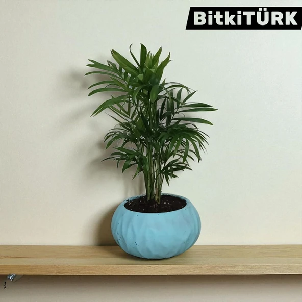 BitkiTÜRK-Beton Saksıda AREKA - 4