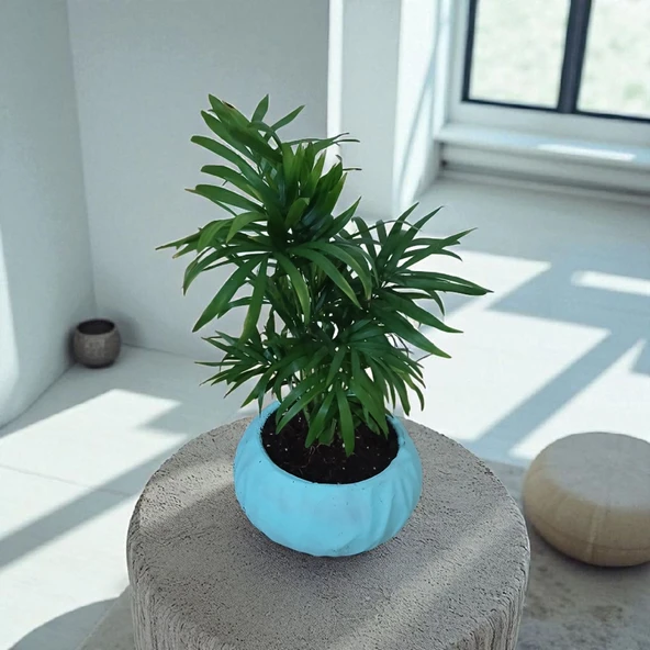 BitkiTÜRK-Beton Saksıda AREKA