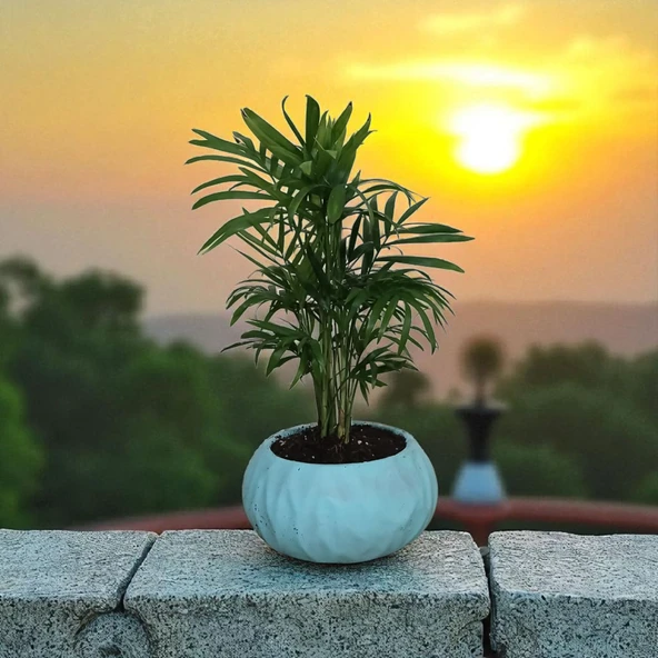 BitkiTÜRK-Beton Saksıda AREKA - 3