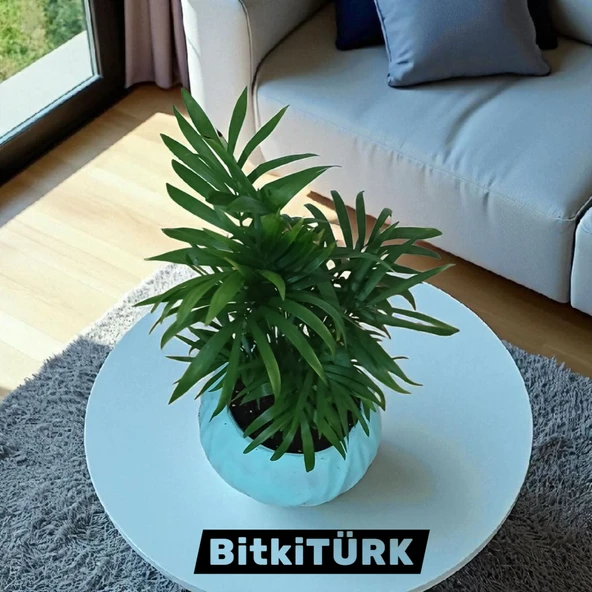 BitkiTÜRK-Beton Saksıda AREKA - 2