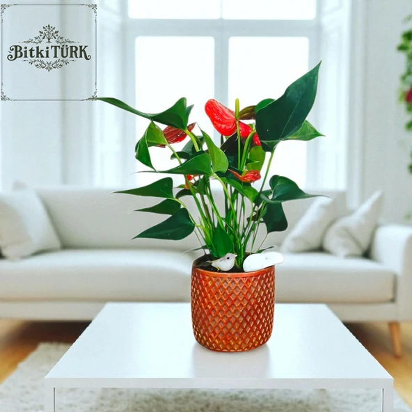 BitkiTÜRK-Beton saksıda ANTORYUM ofis salon iç mekan - 1