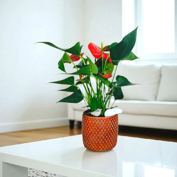 BitkiTÜRK-Beton saksıda ANTORYUM ofis salon iç mekan - 4