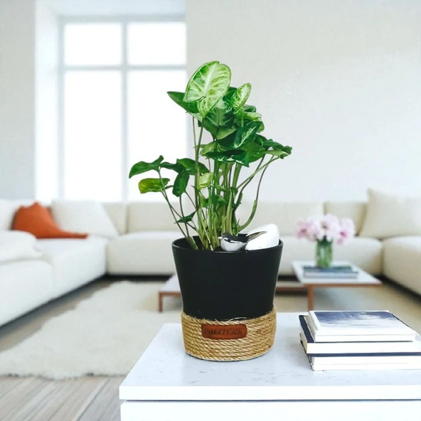 BitkiTÜRK-Dekoratif Saksıda OKBAŞI melek kanadı iç mekan ofis salon