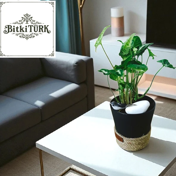 BitkiTÜRK-Dekoratif Saksıda OKBAŞI melek kanadı iç mekan ofis salon - 2