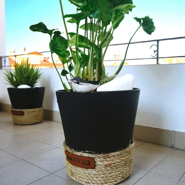 BitkiTÜRK-Dekoratif Saksıda OKBAŞI melek kanadı iç mekan ofis salon - 3