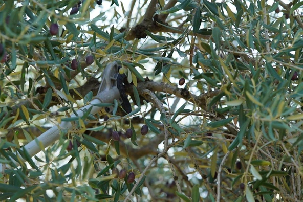 Stella Plus SP-900 K Kawasaki TJ53E Motorlu Hasat Makinesi - Resim 2