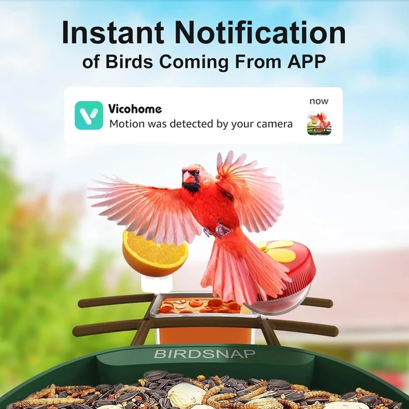 BirdSnap PAV - Akıllı Kuş Yemliği, Güneş Enerjili Kamera 2K HD - Koyu Yeşil - 4