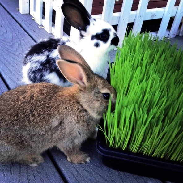 Doğal Tavşan, Kemirgen Çimi, Buğday Tohumu 100 gram