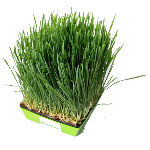 Yerli Buğday Mikro Yeşillik Tohumu, 15 Gram - 2