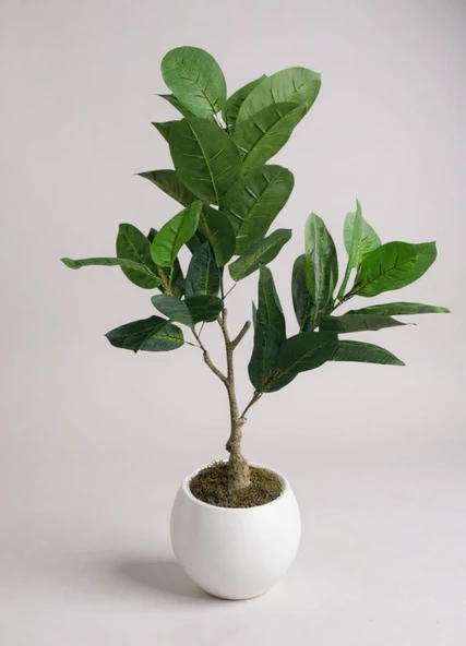 Yapay Ağacı Kauçuk Ağacı Beyaz Küre Saksıda 100*50cm ürün görseli 1