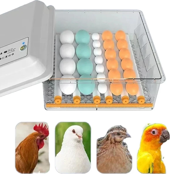 15 Tavuk Yumurta Kuluçka Makinesi - Resim 3