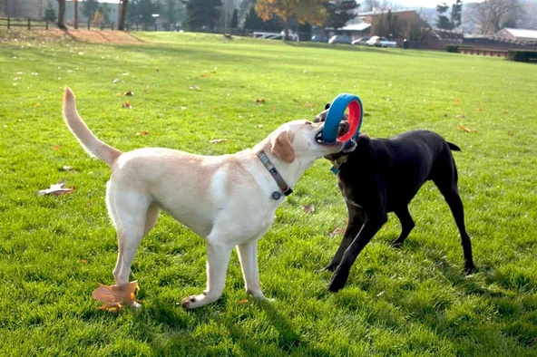 Chuckit! Fetch Wheel Oyun Halkası - Resim 3