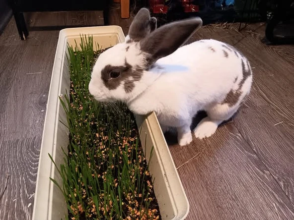 Doğal Tavşan, Kemirgen Çimi, Buğday Tohumu 1 kilogram