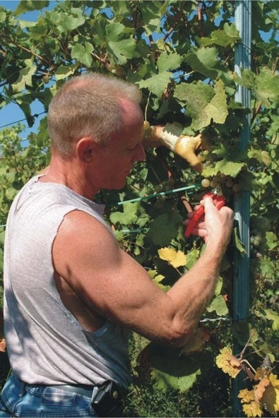 Felco 310 Meyve Ve Narenciye Toplama Makası 18.5cm Sağ-Sol - 2